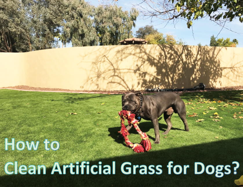 How To Clean Artificial Grass for Dogs?